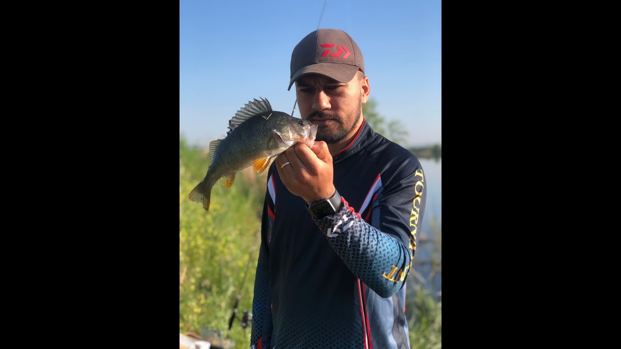 jig ve vibrasyon ile LRF müthiş perch (tatlı su levreği) avı jig'e turna geldi