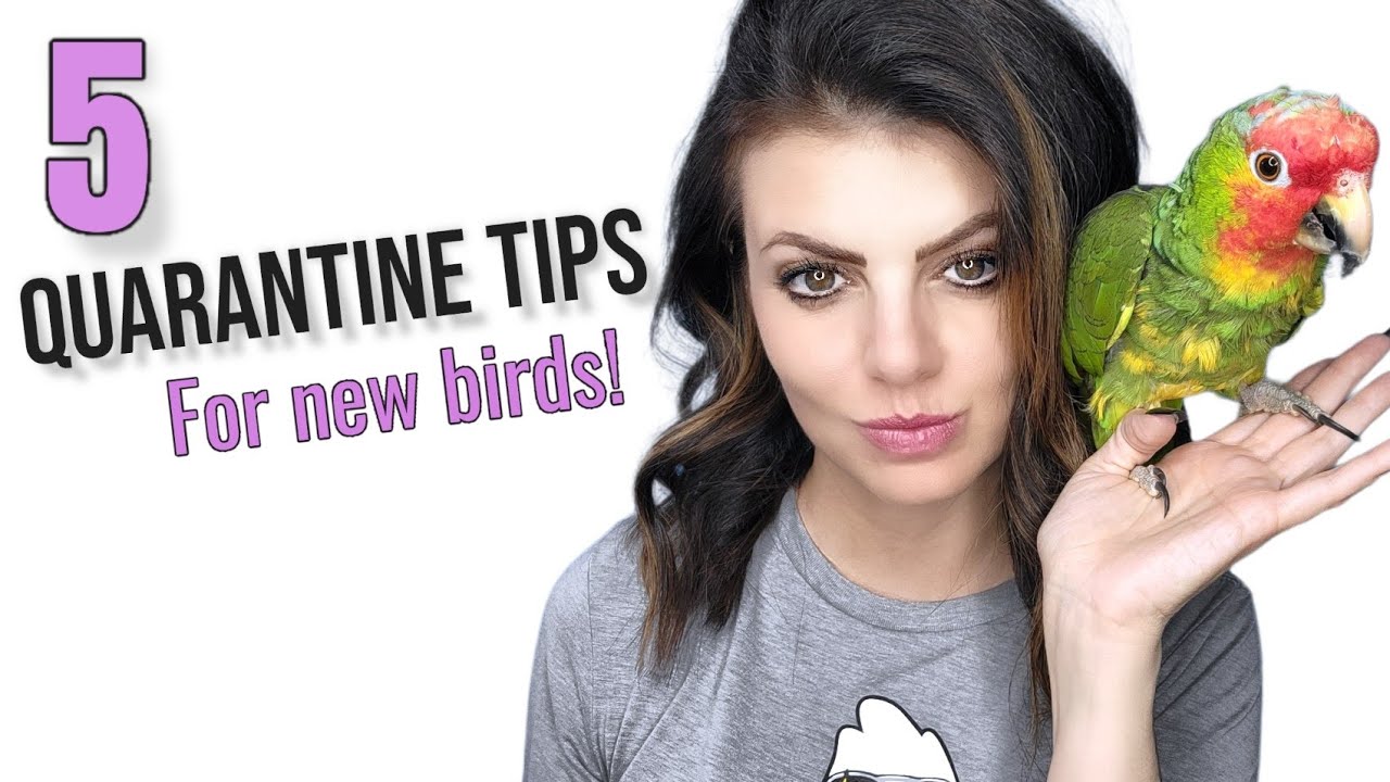 5 Essential Tips For Quarantining Your Parrot