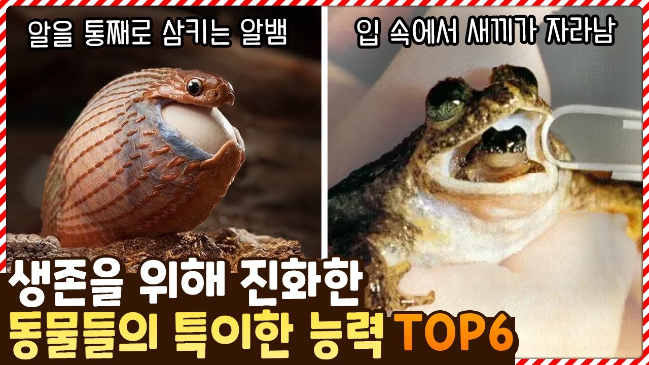 입 속에서 새끼를 키운다고!? 생존을 위해 특이한 능력을 갖게 된 동물들 TOP6