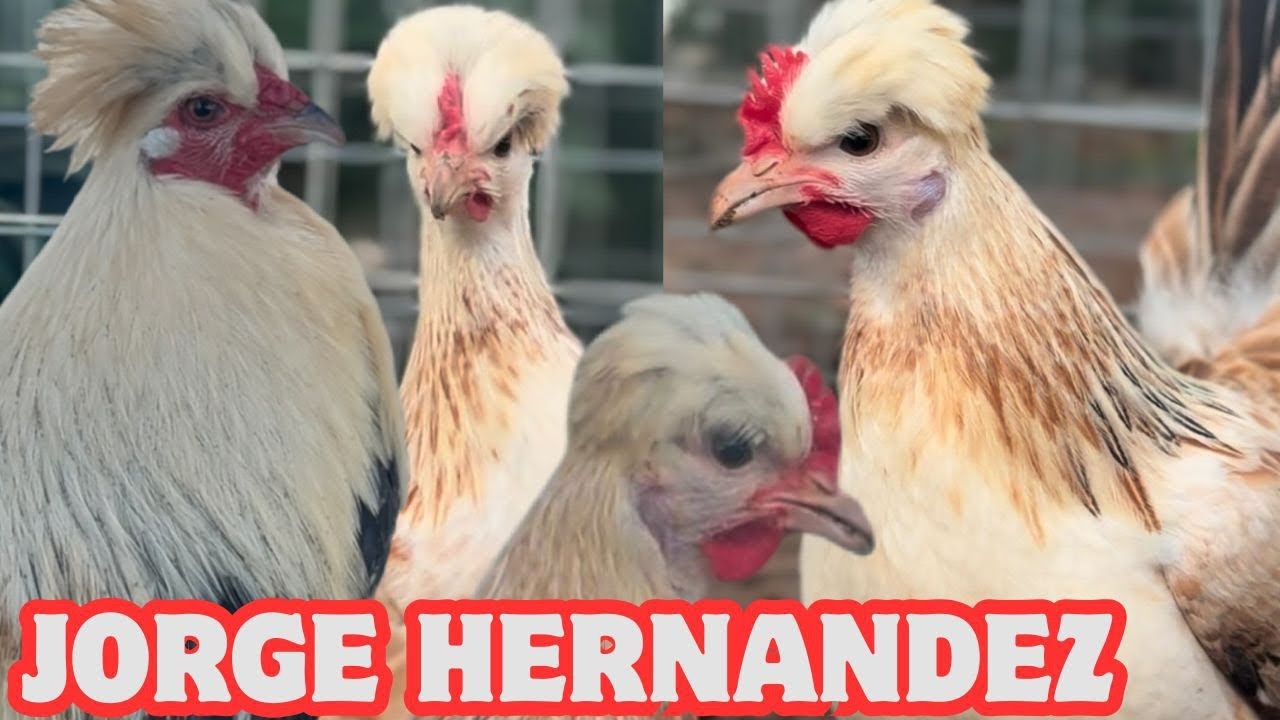 Outdoor Breeding Pens - Feeding Time Shape Outdoor Chicken Coop Jorge Hernandez
