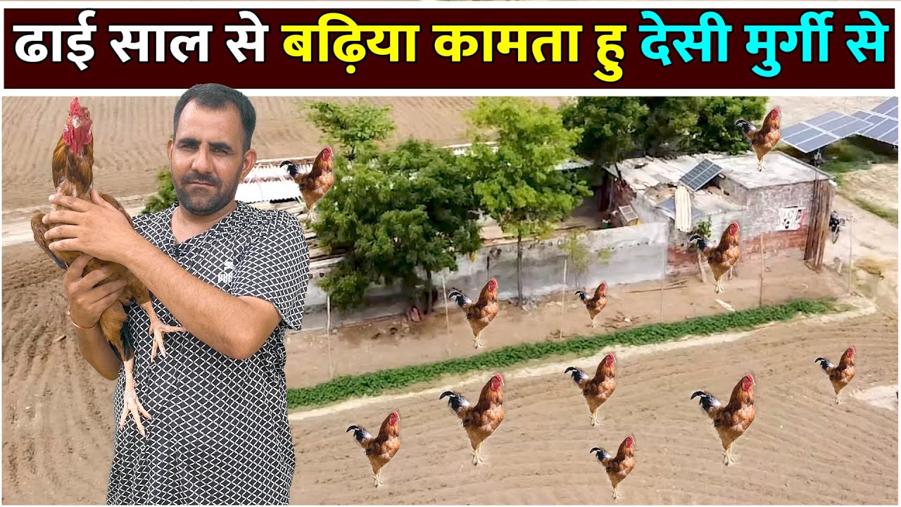 ढाई साल से मुनाफे में Desi Poultry Farming।Murgi Palan Business In Hindi