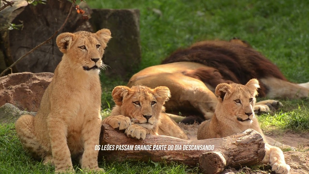 🦁 A Vida de um Leão: o Verdadeiro Rei da Natureza!