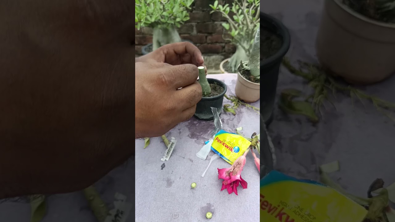 GRAFTING ADENIUM PLANT BY USING SUPER GLUE🌳👍 #shorts #viral #youtubeshorts  #education #viralvideo