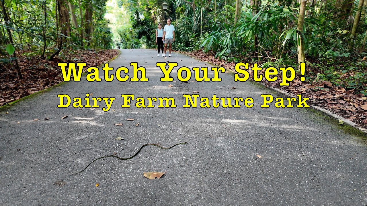 (Viewer Requested) Dairy Farm Nature Park Walk #singapore #naturesounds #park #hiking #snake #monkey