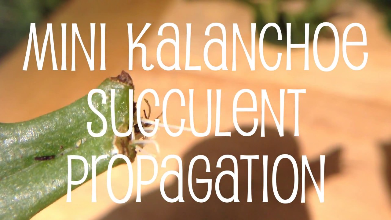 Mini Kalanchoe Succulent Propagation by Leaf & Stem Cuttings