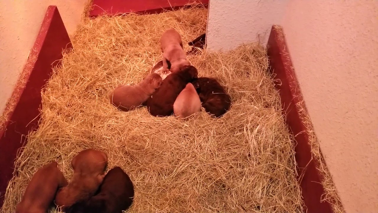 How to start naturally weaning puppies