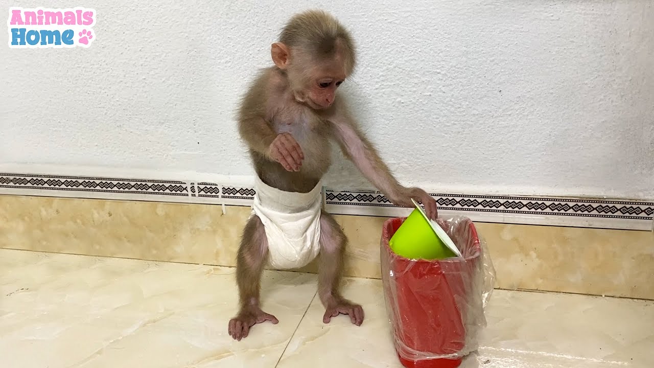 BiBi monkey helps dad clean up after eating