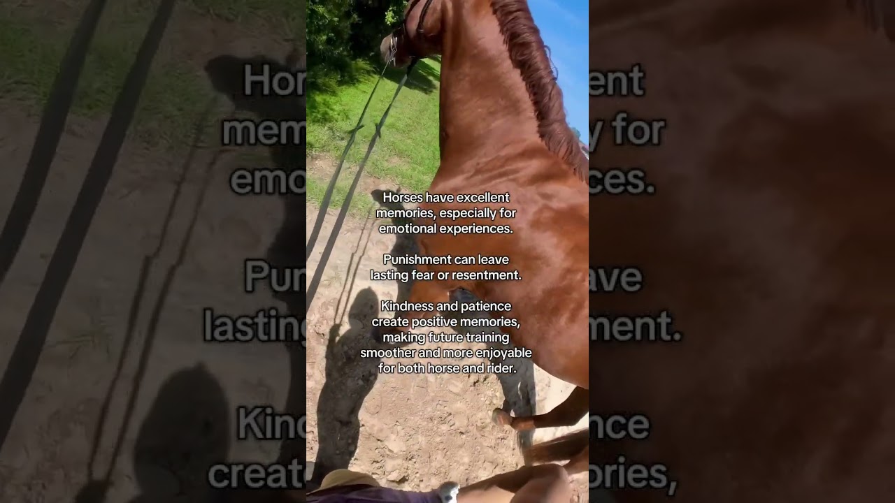 Ego ruins good horses 
