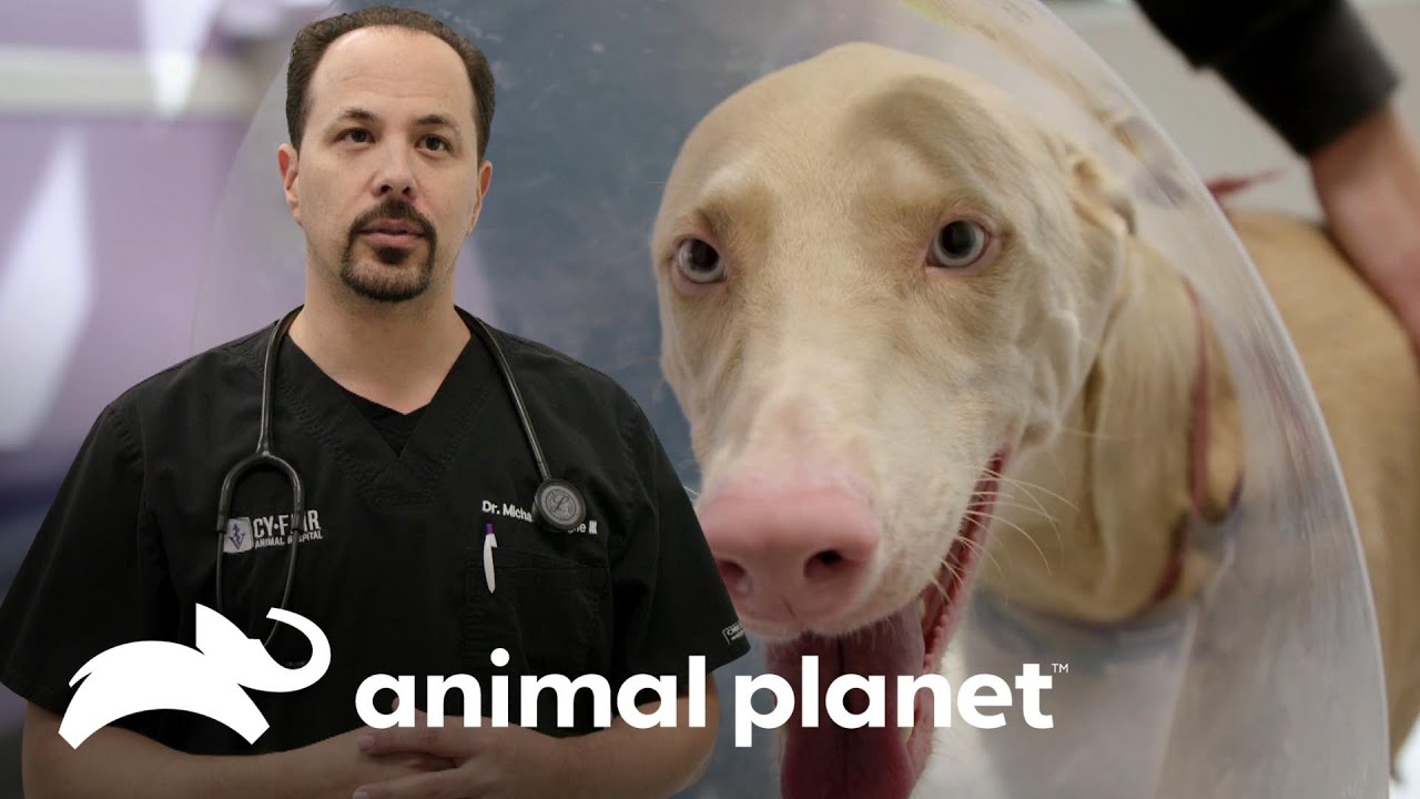 Dr. Michael Lavigne qued&oacute; fascinado con esta doberm&aacute;n blanca | Veterinarios de Texas | Animal Planet