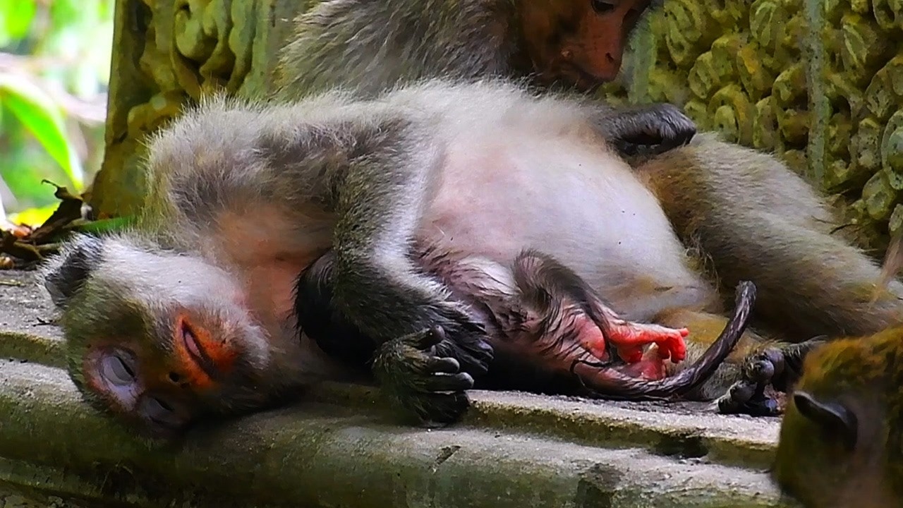 Top Lovely Moments Of Old Mommy Monkey Trying To Take Care Of Her Newborn