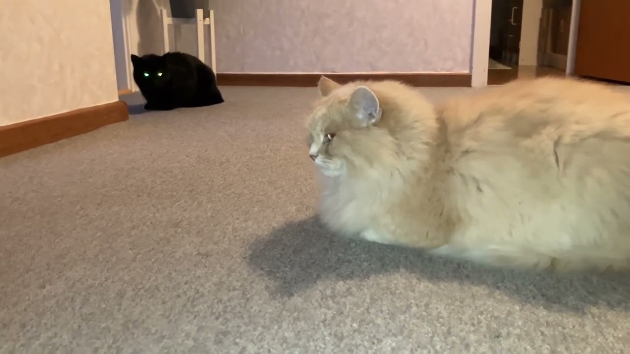 Martin keeps an eye on big fluffy cat until he leaves