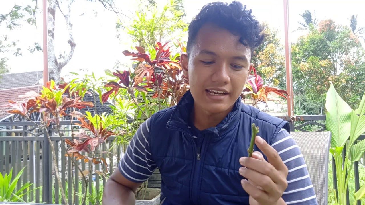 Tips Grafiting Anggur di batang yang banyak keluar Air