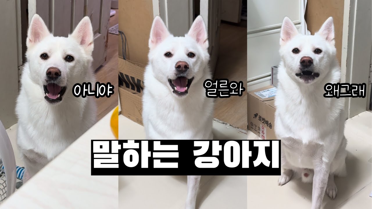 1000만 조회수 말하는 강아지의 28가지 순간 모음