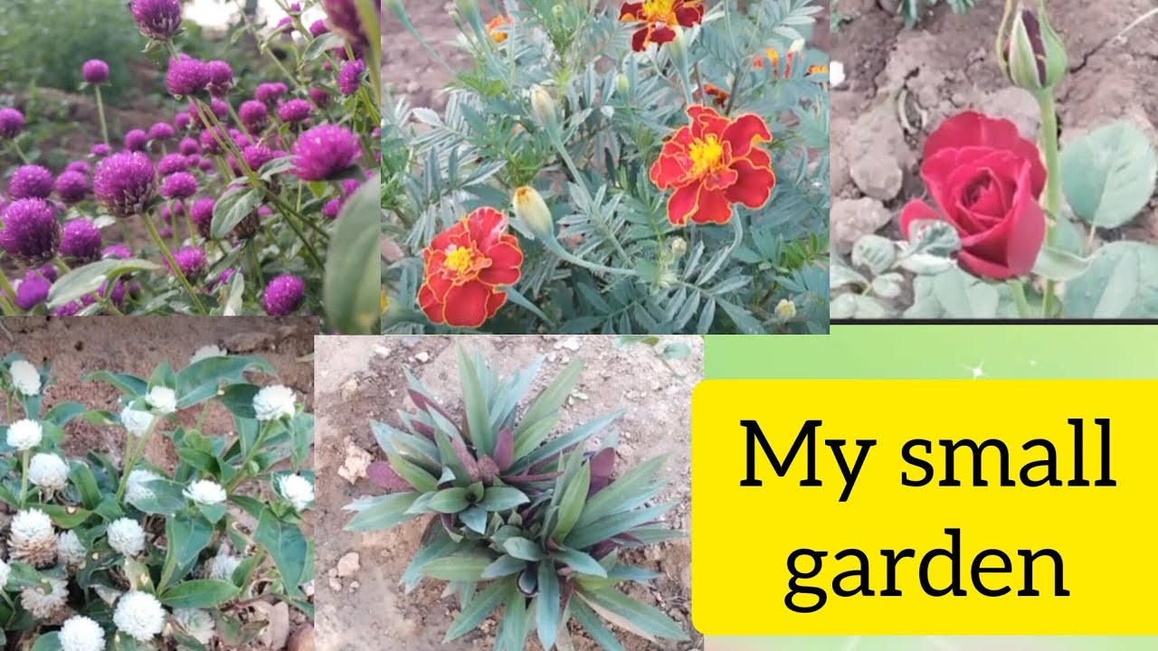 How is our kutty home garden #gardentour #flowerplant #vegetable 