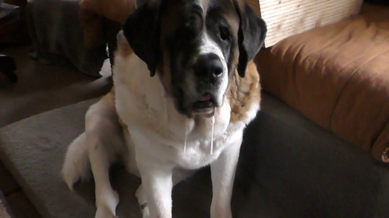 225 LB SAINT BERNARD Dog Drool: A must know before you get one..The drool is real!