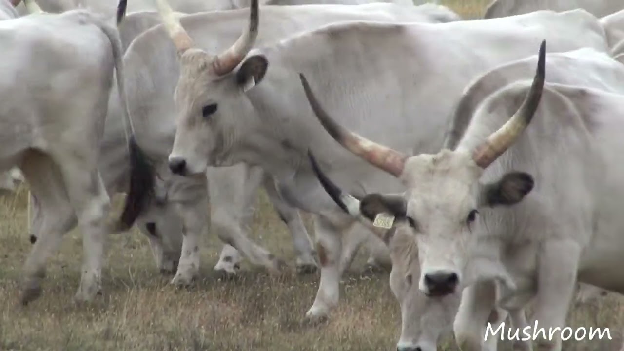 Unterwegs in Ungarn / Die Tiere der Puszta (Hortobagy)