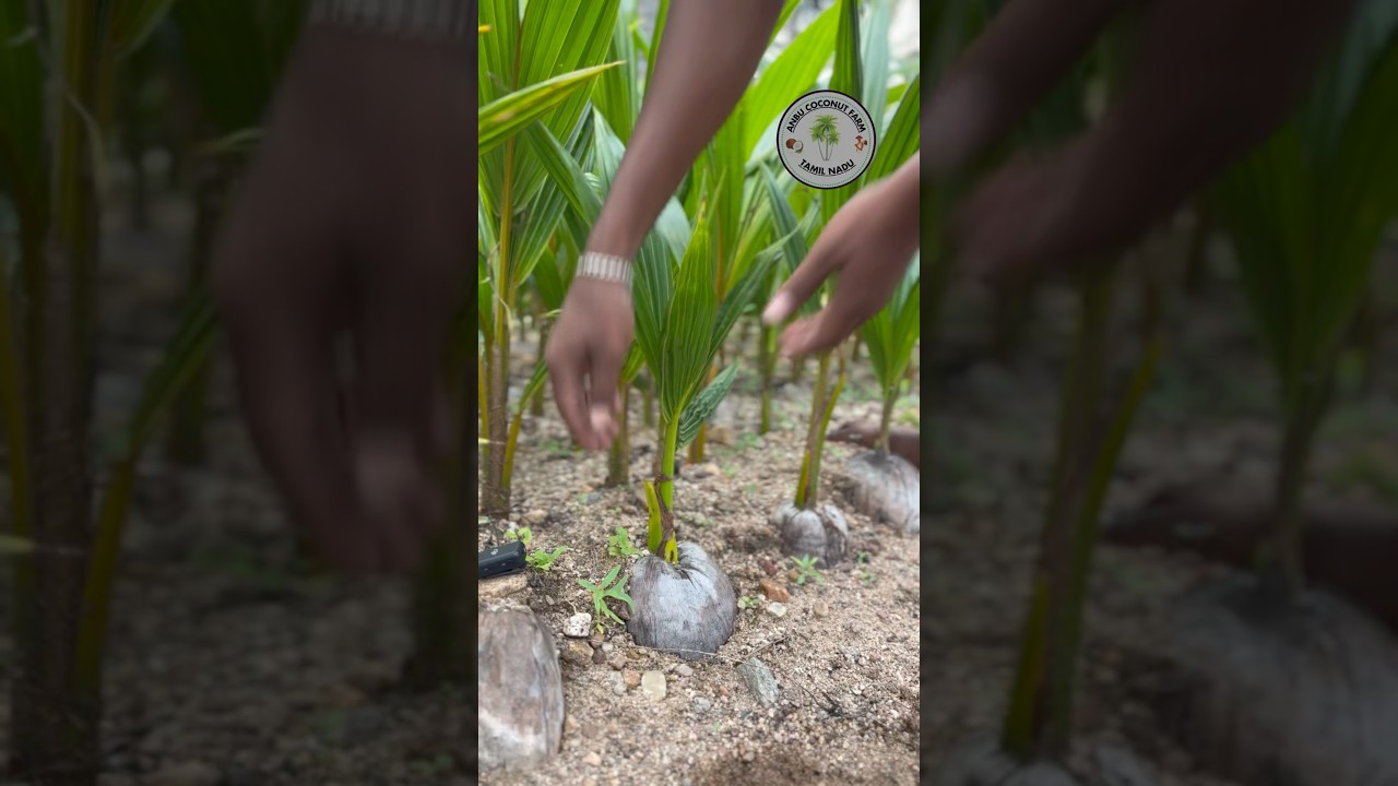 Have you heard coconut sounds? Let&rsquo;s hear them together. | coconut farming