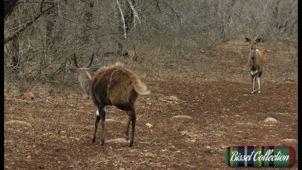 Bushbuck and Baby Bush First Cont