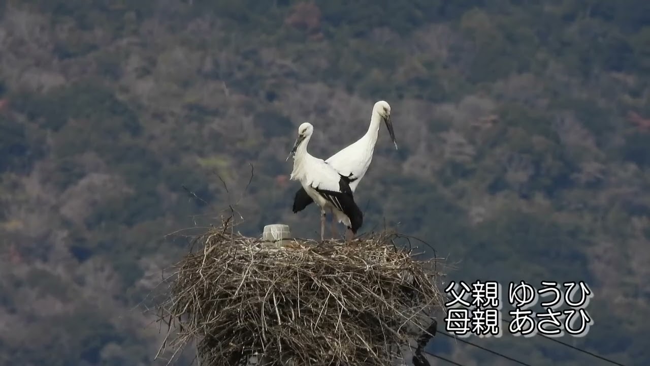 鳴門コウノトリ 2026/02/07 撮影 成長記録 徳島県鳴門市