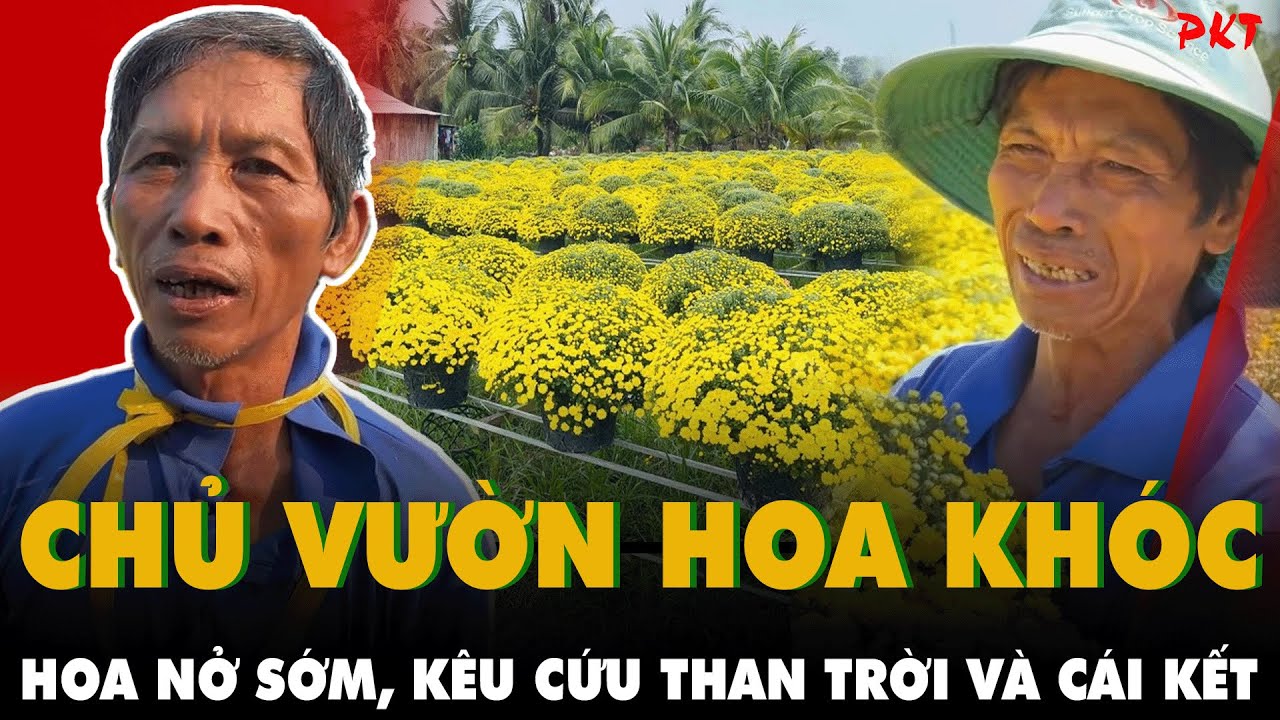 Xé lòng cảnh chủ vườn hoa tại Sa Đéc BẬT KHÓC GIỮA VƯỜN HOA CÚC hơn 2.000 chậu nở sớm không ai mua