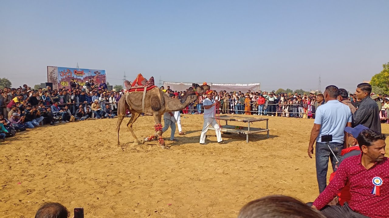 🐪 Camel Dance