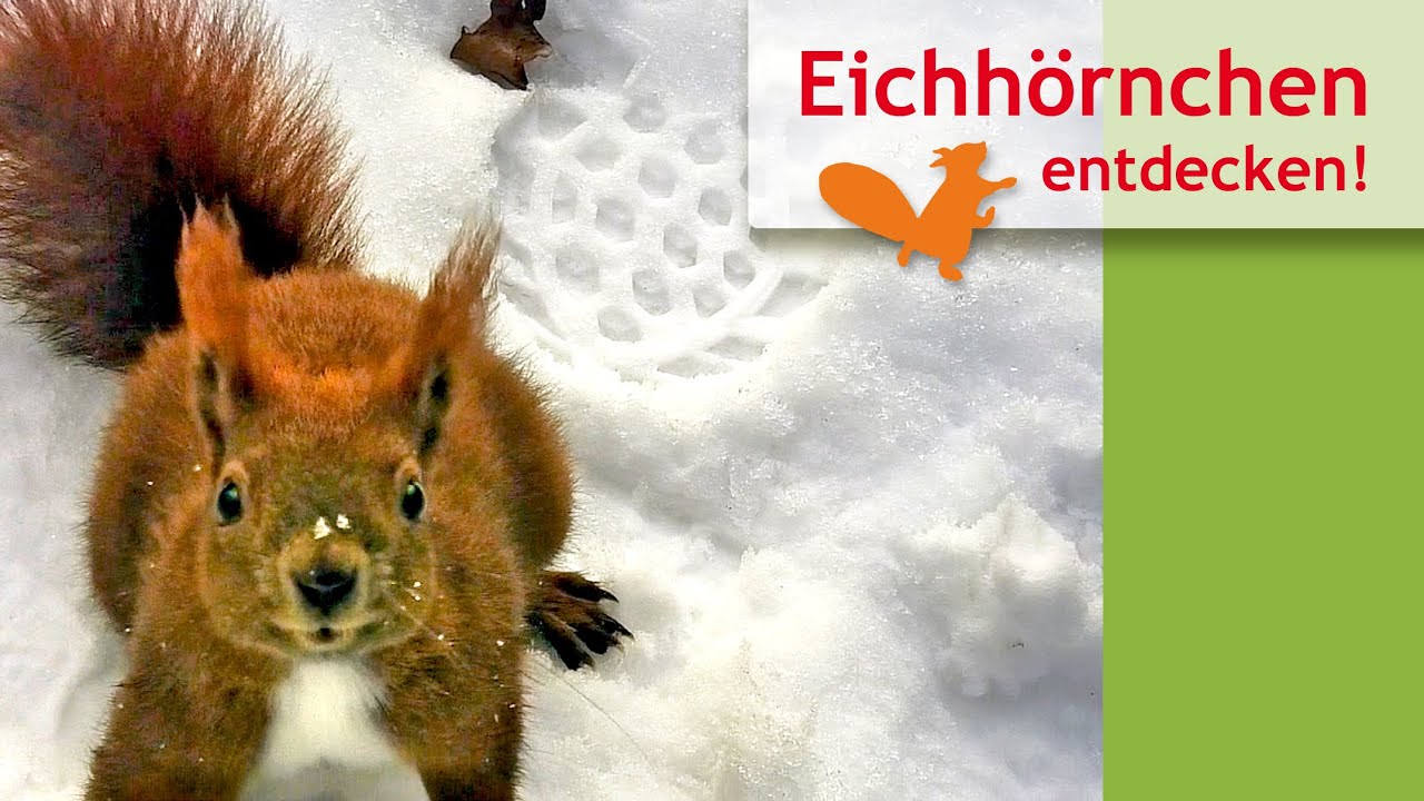 Spannende Eichhörnchenwelt – wilde Shorts aus 2024