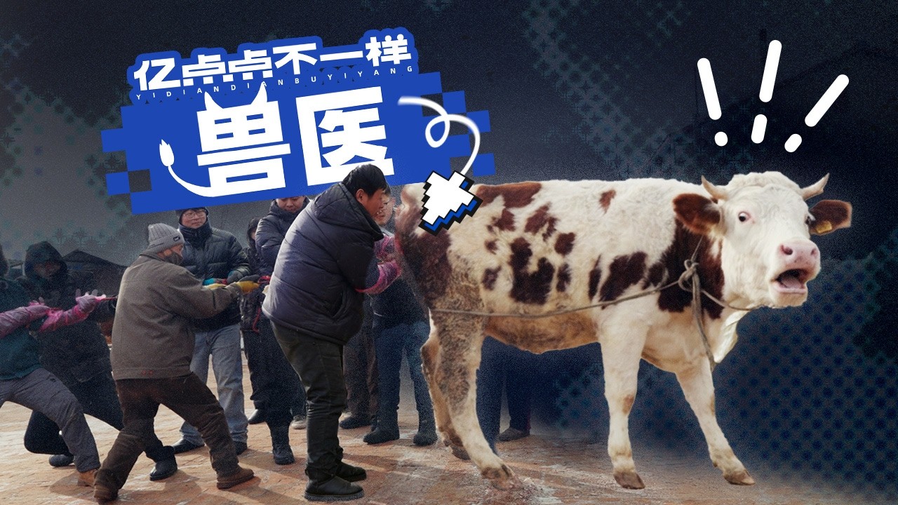 学习兽医72小时，亲手给牛助孕接生是什么体验？