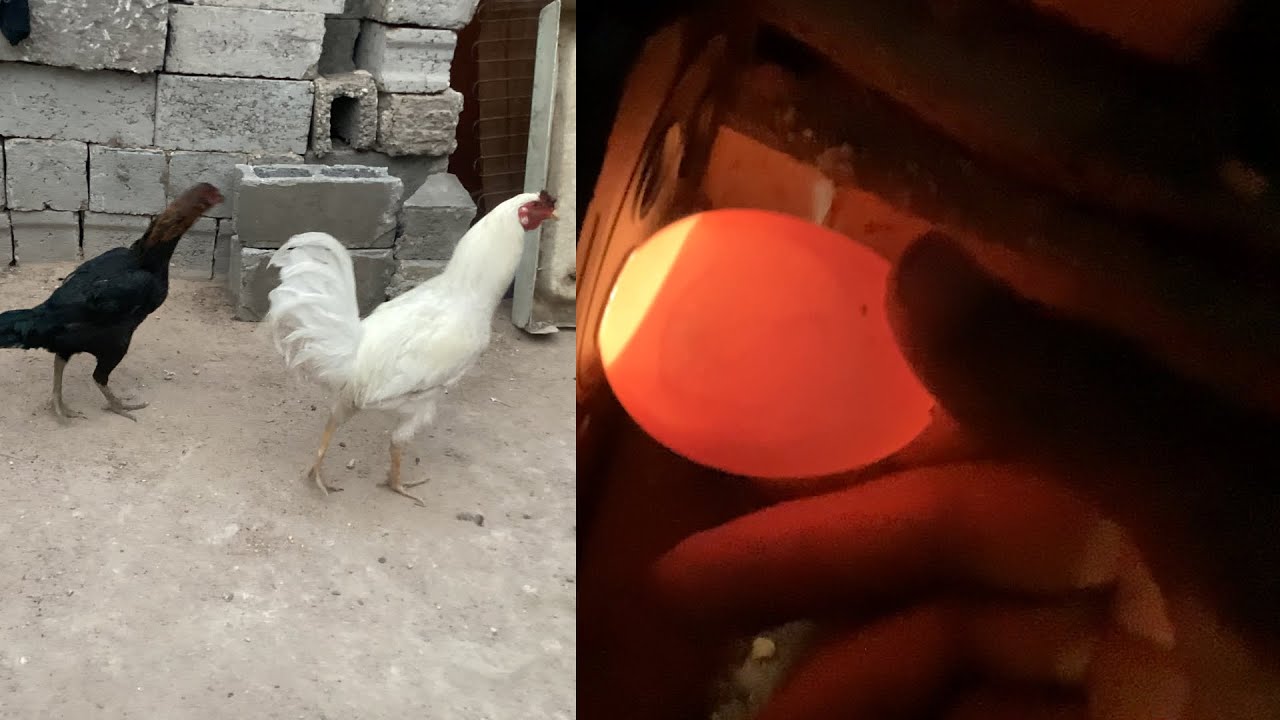 فحصت البيض🥚اشتريت🐓دجاج هراتي