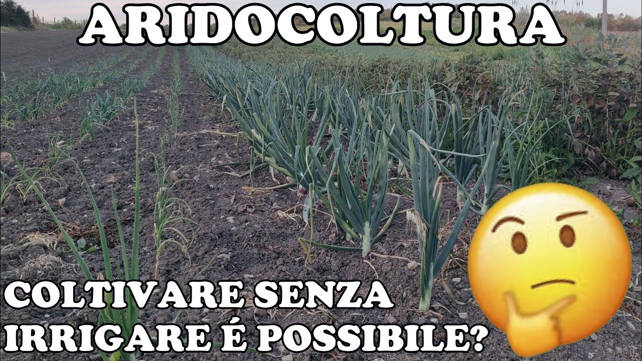Aridocoltura: cos'è e perchè è così importante