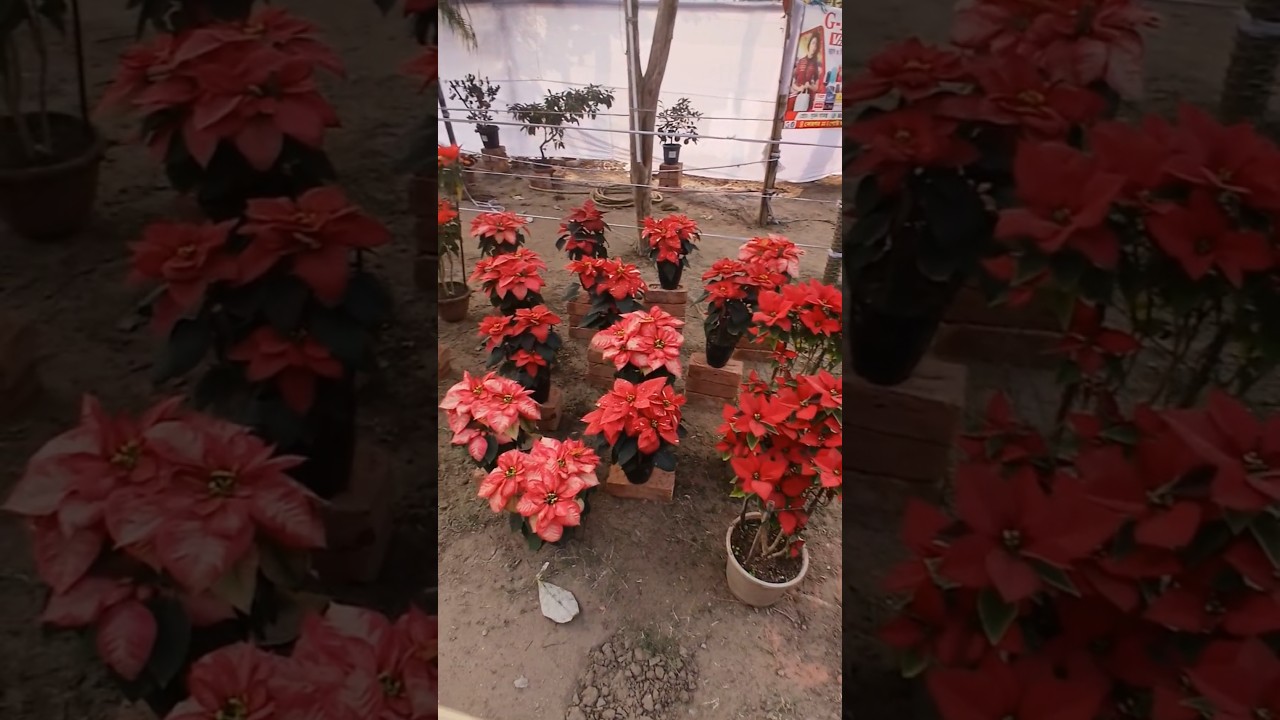 ঘাটাল পুষ্প মেলা 2025 🌸🏵❤️(part-2) #viralvideo #youtubeshorts #ghatalcity #ghatal #song#music #beach