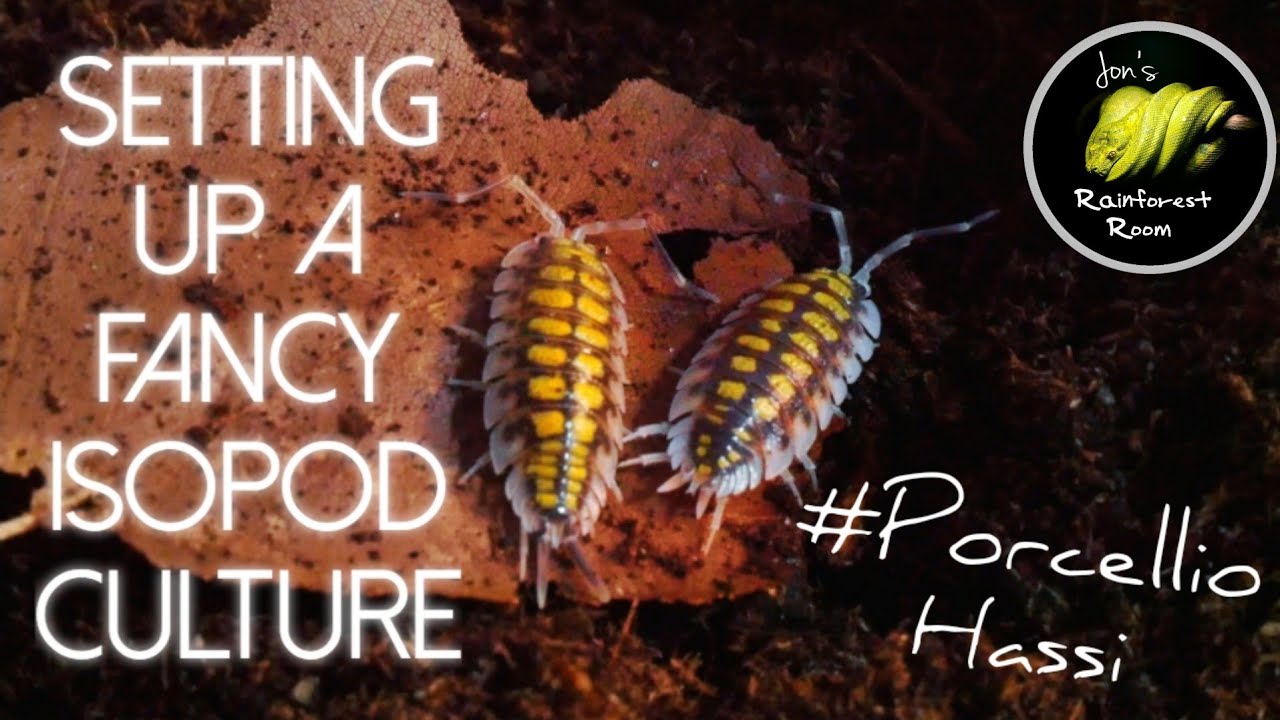 Setting Up A Isopod Culture