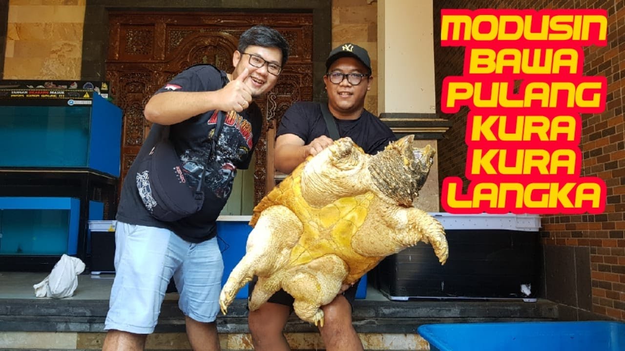 HUNTING MONSTER PREDATOR TURTLE - ALIGATOR SNAPING TURTLE vs COMMON SNAPPING TURTLE - VLOG BALI