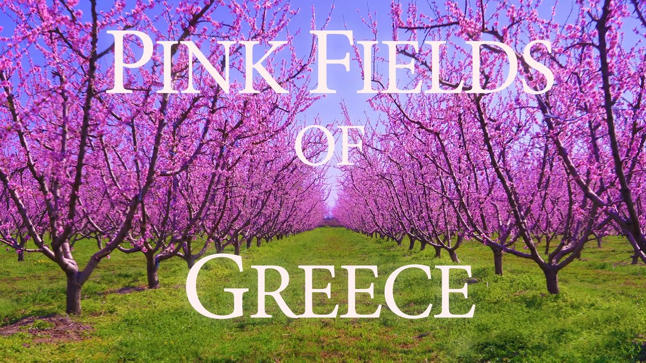 Οι Ανθισμένες Ροδακινιές της Ημαθίας | Spectacular Peach Blossoms of Imathia
