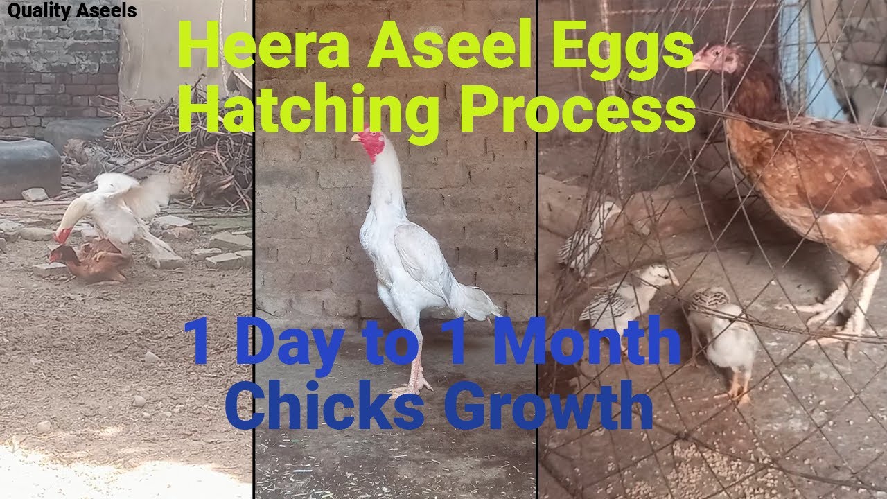 Heera Aseel Eggs Hatch and Chicks Growth | @QualityAseel