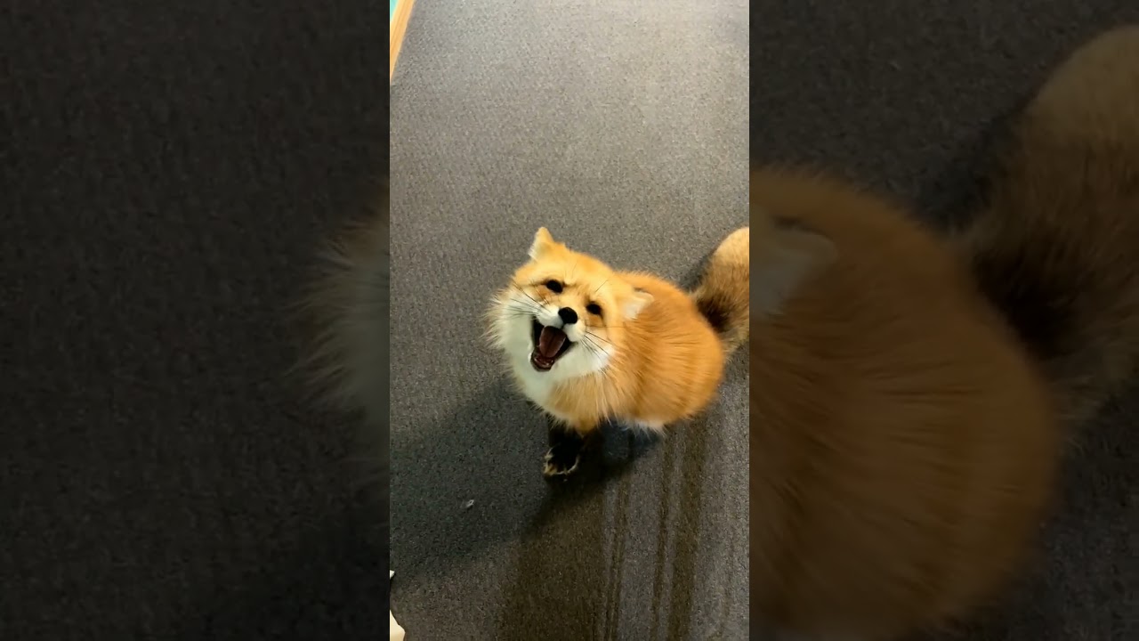 boop the happy fox 
