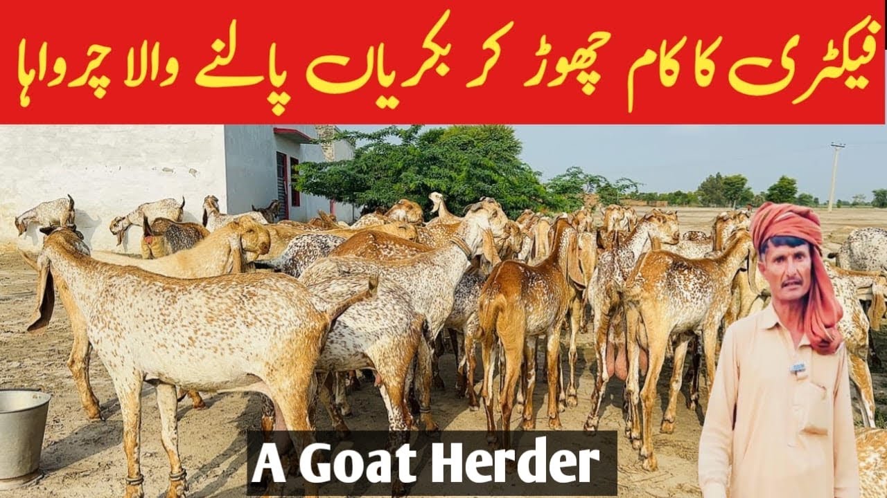 فیکٹری کا کام چھوڑ کر بکریاں پالنے والا چرواہا| A Goat Herder