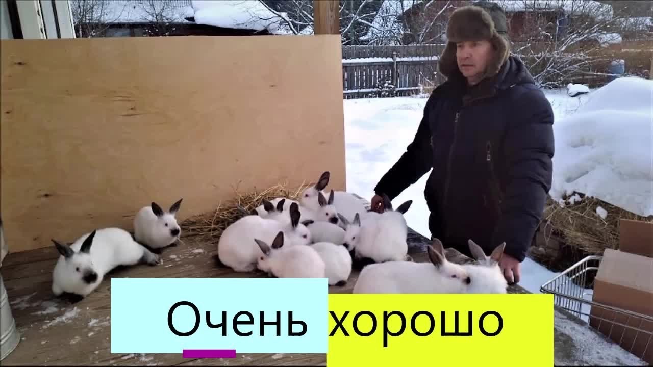 КРОЛИКИ одной породы это ХОРОШО