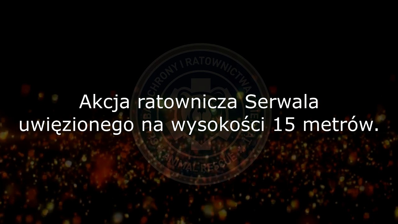 SORZ ratuje drapieżnego kota. Interwencja pod Piasecznem