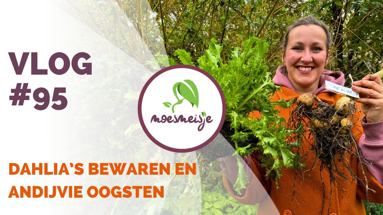 MOESTUINVLOG #95| Dahliaknollen bewaren, andijvie oogsten, groenten beschermen tegen de kou 🌸🥬❄️
