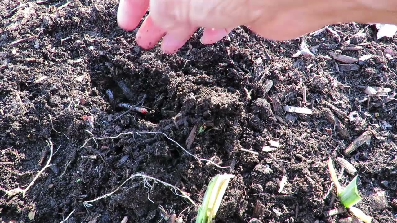 Preparing Bearded Iris Beds for Winter