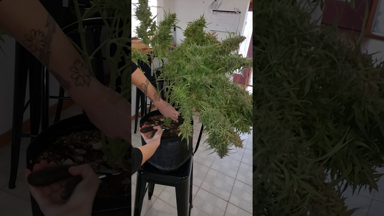 grape crinkle  cosmic queen chop day