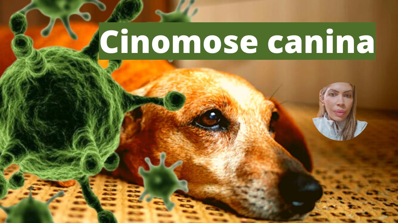 Cinomose canina: vias de transmissão, patogenia, sinais clínicos, diagnóstico, tratamento,profilaxia