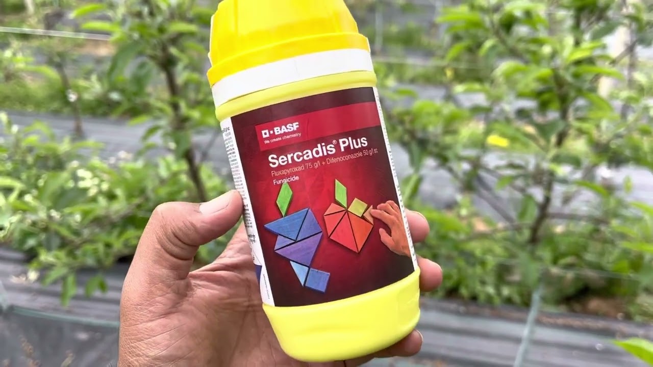 Petal fall spray for powdery mildew