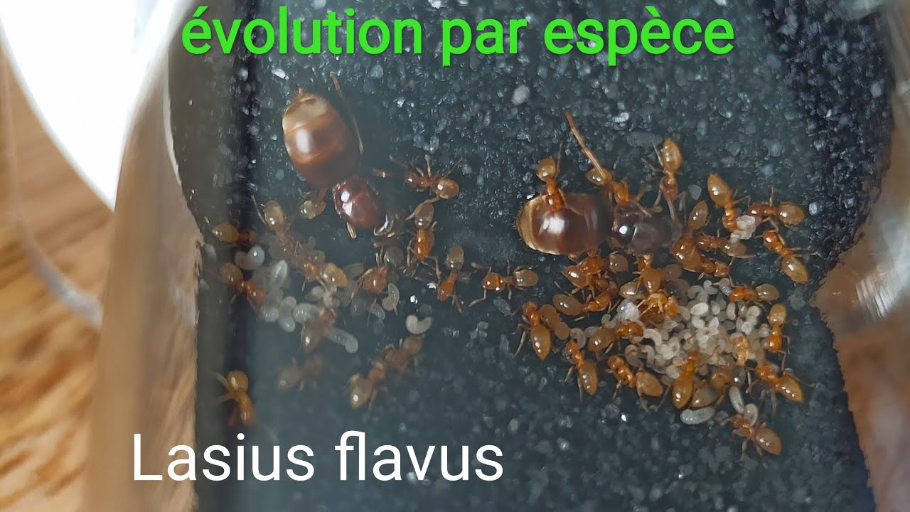 évolution depuis le début: Lasius flavus