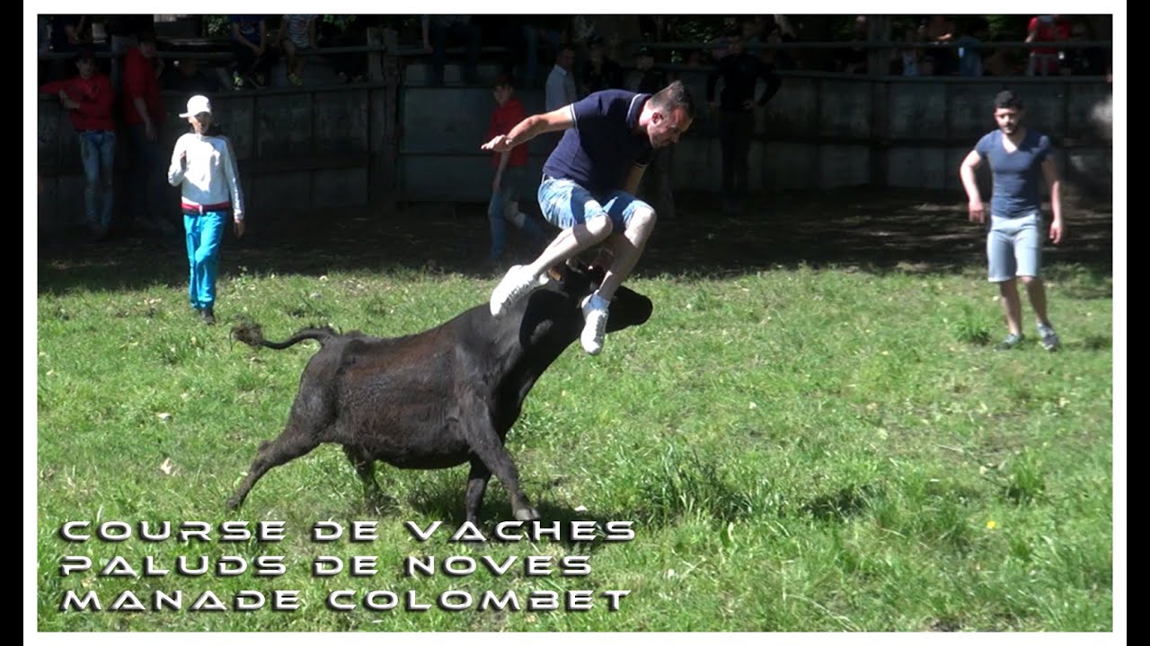 Course de Vaches Paluds-de-Noves 16-05-2016