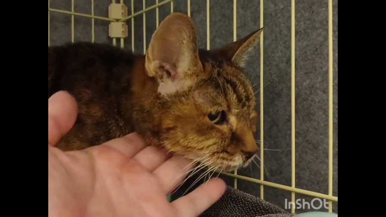 オムツ教皇（亡くなりました）