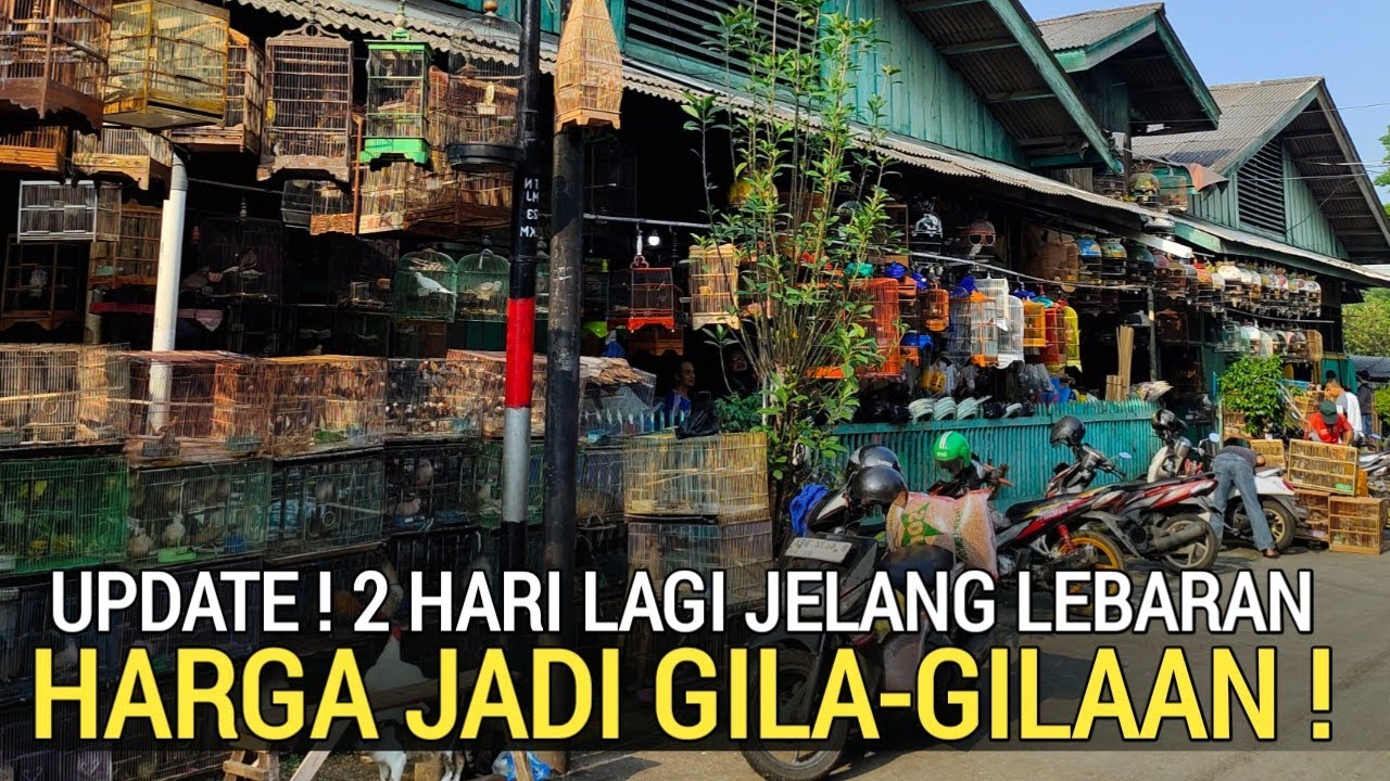 PASAR BURUNG ! GAGAL MUDIK KIOS INI OBRAL HARGANYA GILA-GILAAN DI PASAR BURUNG PRAMUKA HARI INI 