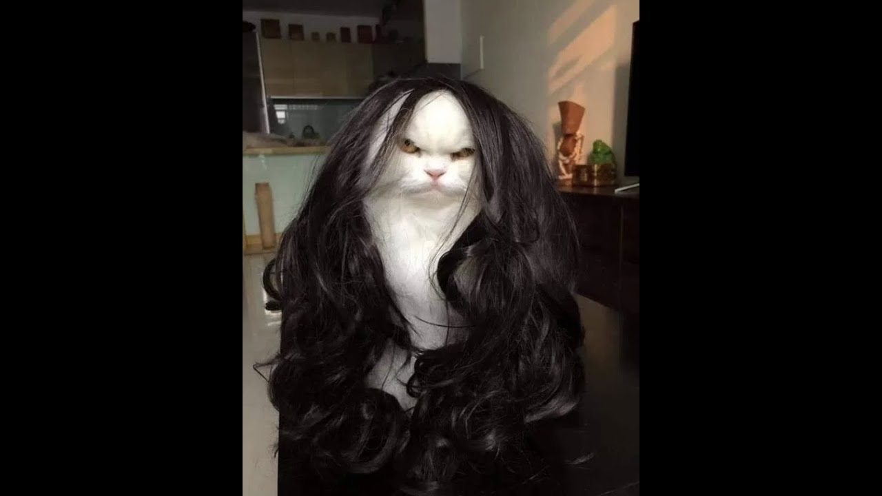 СМЕШНЫЕ КОШКИ 2021