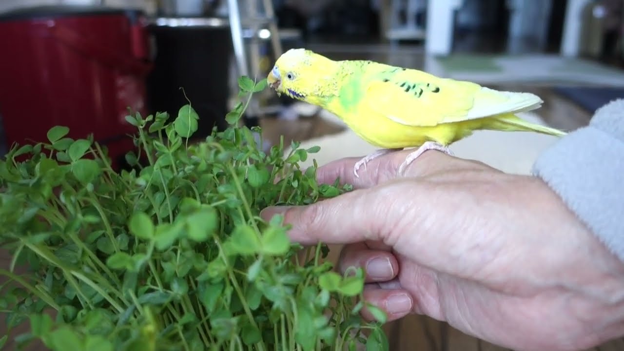 節分に豆は撒かずに豆苗を食べるセキセイインコ、チャッピー　Budgie, Chappy eats bean sprouts without sprinkling beans on Setsubun