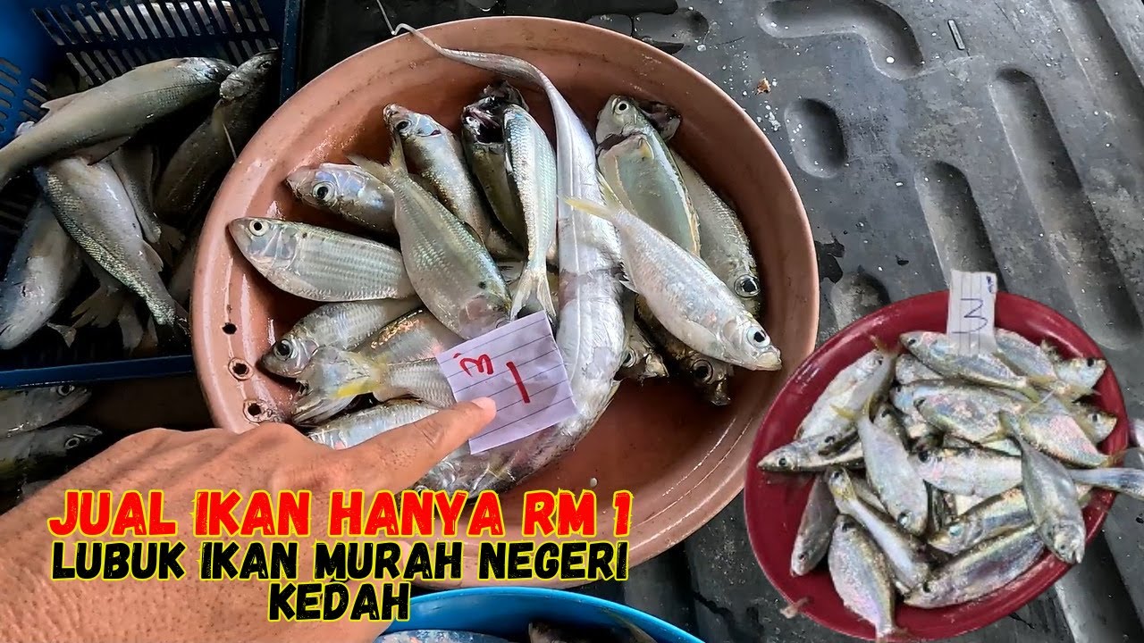 JUAL IKAN HANYA RM1.00. LUBUK IKAN MURAH DI NEGERI KEDAH.